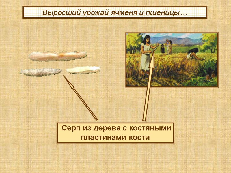 Выросший урожай ячменя и пшеницы…  Серп из дерева с костяными пластинами кости